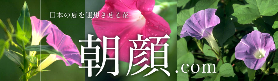 日本の夏を連想させる花 琉球朝顔の育て方.com